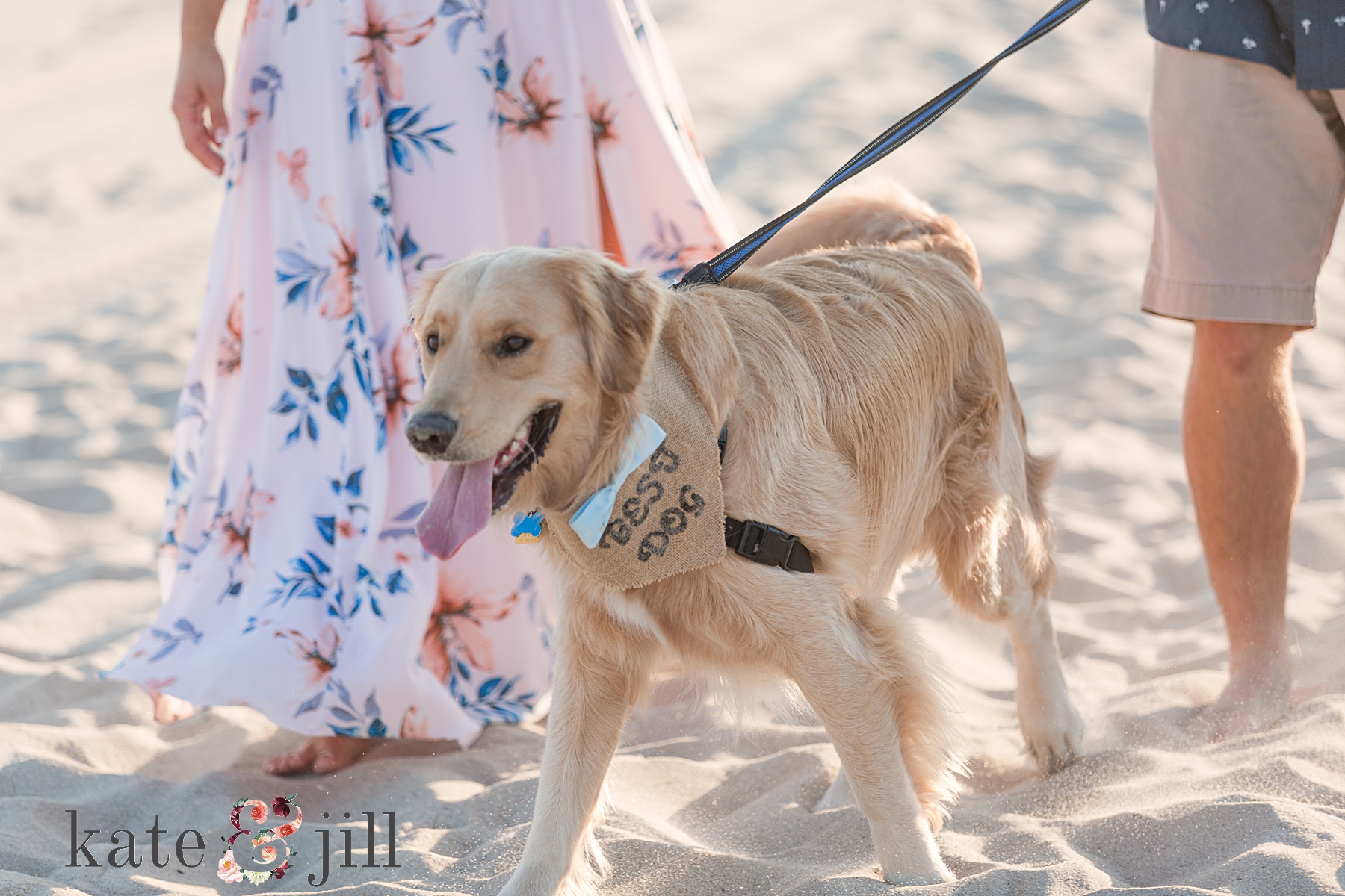 dog on beach wearing best dog bandanna