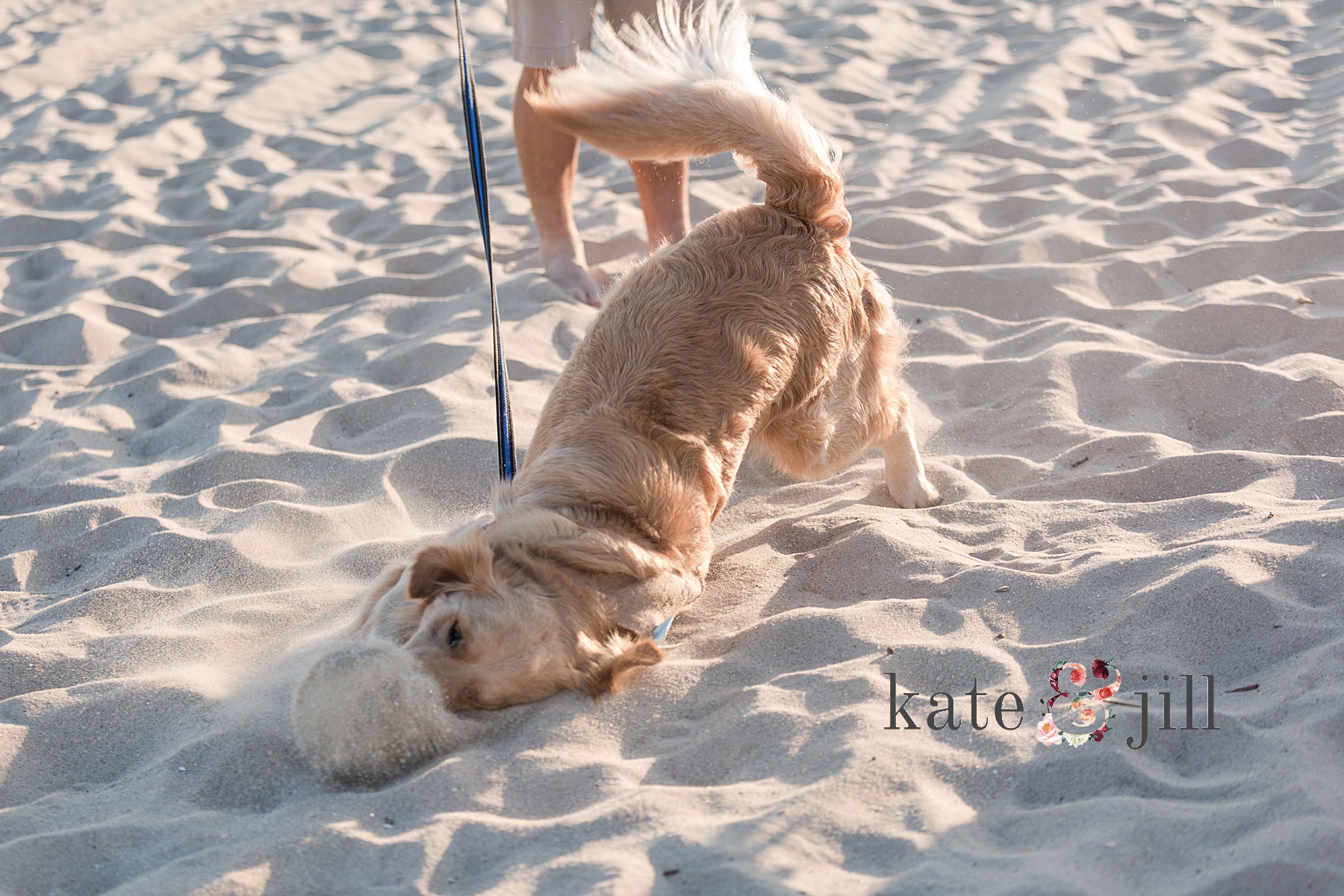 dog rolling around in beach